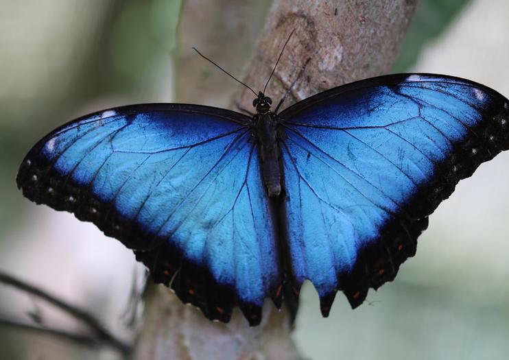 Butterfly Conservatory